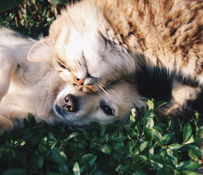 <h1>TheFurcel</h1>
